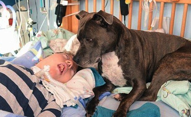 pitbull aiuta il suo bambino in coma