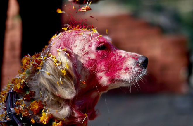 Festival dei cani in Nepal