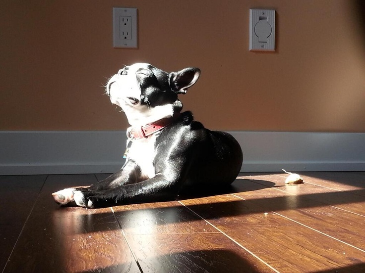 Cane al sole-11 foto di cani che si godono il meritato riposo