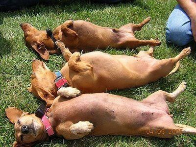Cani al sole-11 foto di cani che si godono il meritato riposo