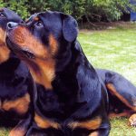 Tutto sui rottweiler!