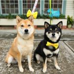 Un fiocco giallo per aiutare i cani in difficoltà