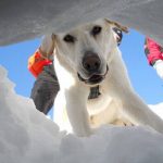 Cani eroi salvano tante vite sotto la neve