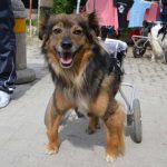 Paralimpiadi per cani: a Torino la seconda edizione