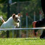 Lo sport aumenta l'intesa tra cane e umano e fa superare tutti gli ostacoli
