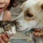 Leo salva la vita a dei cuccioli di gatto