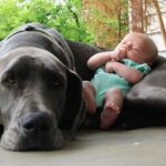 Neonata abbandonata salvata dal cane eroe Bobby