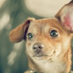 I 5 (e più) sensi del cane: l'udito