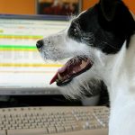 Cani in ufficio: meno stress sul lavoro