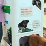 Cassonetti per la plastica che distribuiscono cibo ai cani