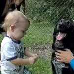 Cane salva bambino da abusi della babysitter