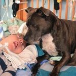 Pitbull dona felicità al suo bambino in coma