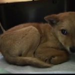 Dall’eutanasia a cane eroe dei soccorsi. La storia di Yumenosuke