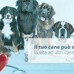 La prima banca dati per cani donatori di sangue