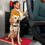 La guida per viaggiare con il cane