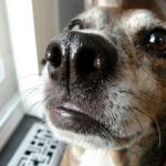 I 5 (e più) sensi del cane: l'olfatto
