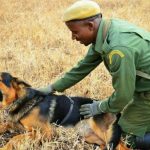 Cani eroi fermano i bracconieri