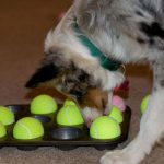 Come risolvere i problemi con il cane… giocando!