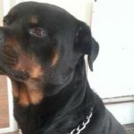 Rottweiler salva donna incinta, facendo scappare ladri armati