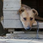 Lombardia, nuova legge per il benessere dei cani