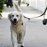 Cassazione: nuove norme per proprietari di cani