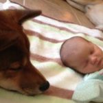 Cane salva neonato di 10 giorni da un incendio