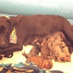 Hero salva cuccioli e mamma da ipotermia