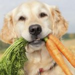 Dieta vegetariana per il cane: per FederFauna è maltrattamento