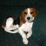 Beagle, i cani preferiti dalla Regina Elisabetta I