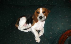 beagle adulto che riposa sul divano