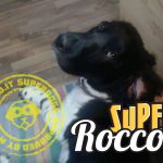 Rocco, il super cane di Simona