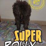 Rolly, il super cane di Gianna