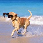 Tutte le spiagge per cani, in Italia e Europa