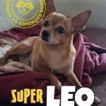 Leo, il Super Cane di Paola