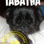 La super cagnolina Tabatha