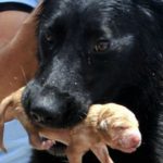 Cagnolina e vigili del fuoco salvano 8 cuccioli
