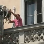 Salvato il cane lasciato solo sul balcone per 3 giorni