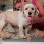 È utile tosare il cane in estate?