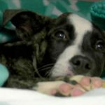 Nuova vita per Moxie: cucciolo picchiato e sepolto vivo