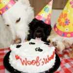Torta di compleanno per cani: ecco la ricetta