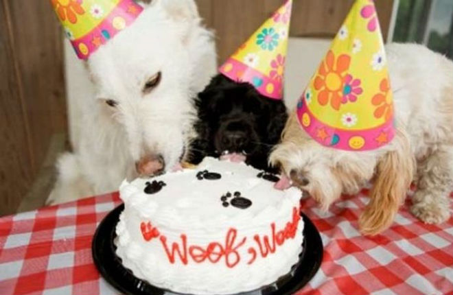 Torta di compleanno per cani: ecco la ricetta - My Pet's Hero