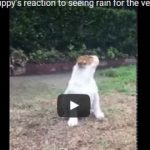 Cucciolo di bulldog sente per la prima volta la pioggia
