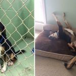 10 dolci foto di cani prima e dopo l'adozione