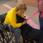 Labrador adottato salva la sua nuova amica