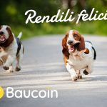 Come migliorare il benessere dei cani e il tuo, gratuitamente con Baucoin