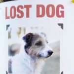Cosa fare se si trova un cane smarrito