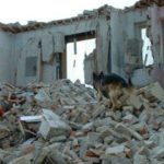 Cani da soccorso: un aiuto fondamentale per salvare tante vite umane