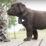 Che succede quando un gatto incontra un cucciolo di cane? :-P