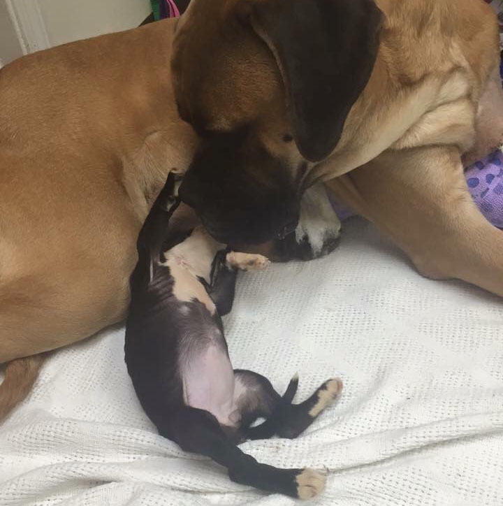 cane ferito e cucciola abbandonata giocano insieme