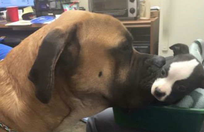 Cane ferito e cucciola abbandonata diventano migliori amici